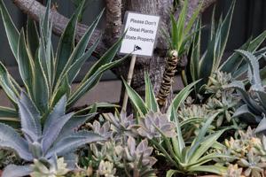 MUSC plants.jpg