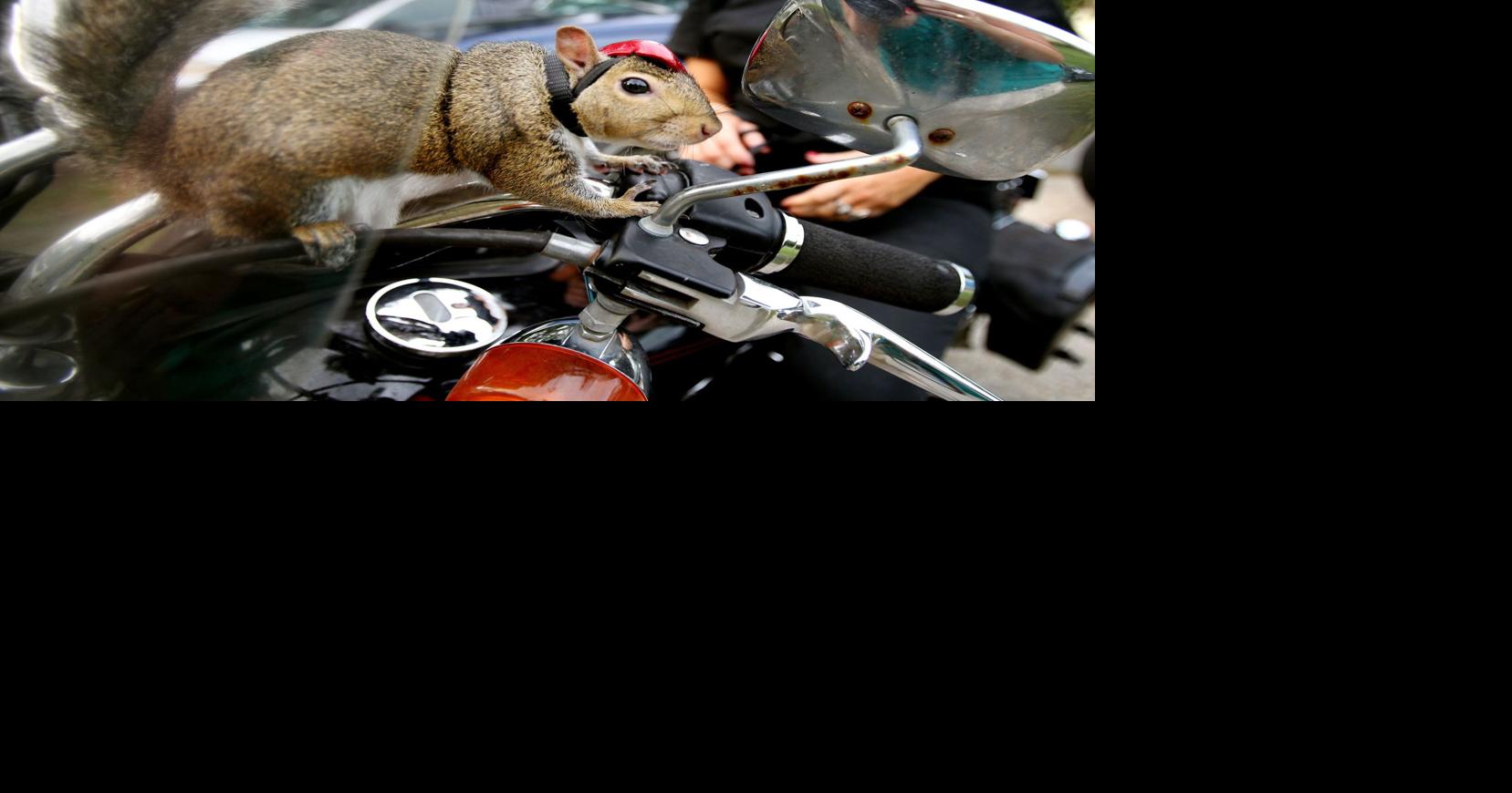 Zipper: The bar-fighting, motorcycle-riding squirrel