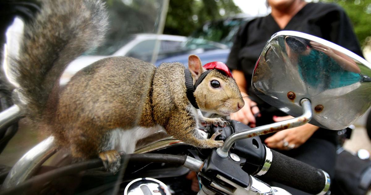 Squirrel Riding Motorcycle Zipper: The bar-fighting, motorcycle-riding squirrel