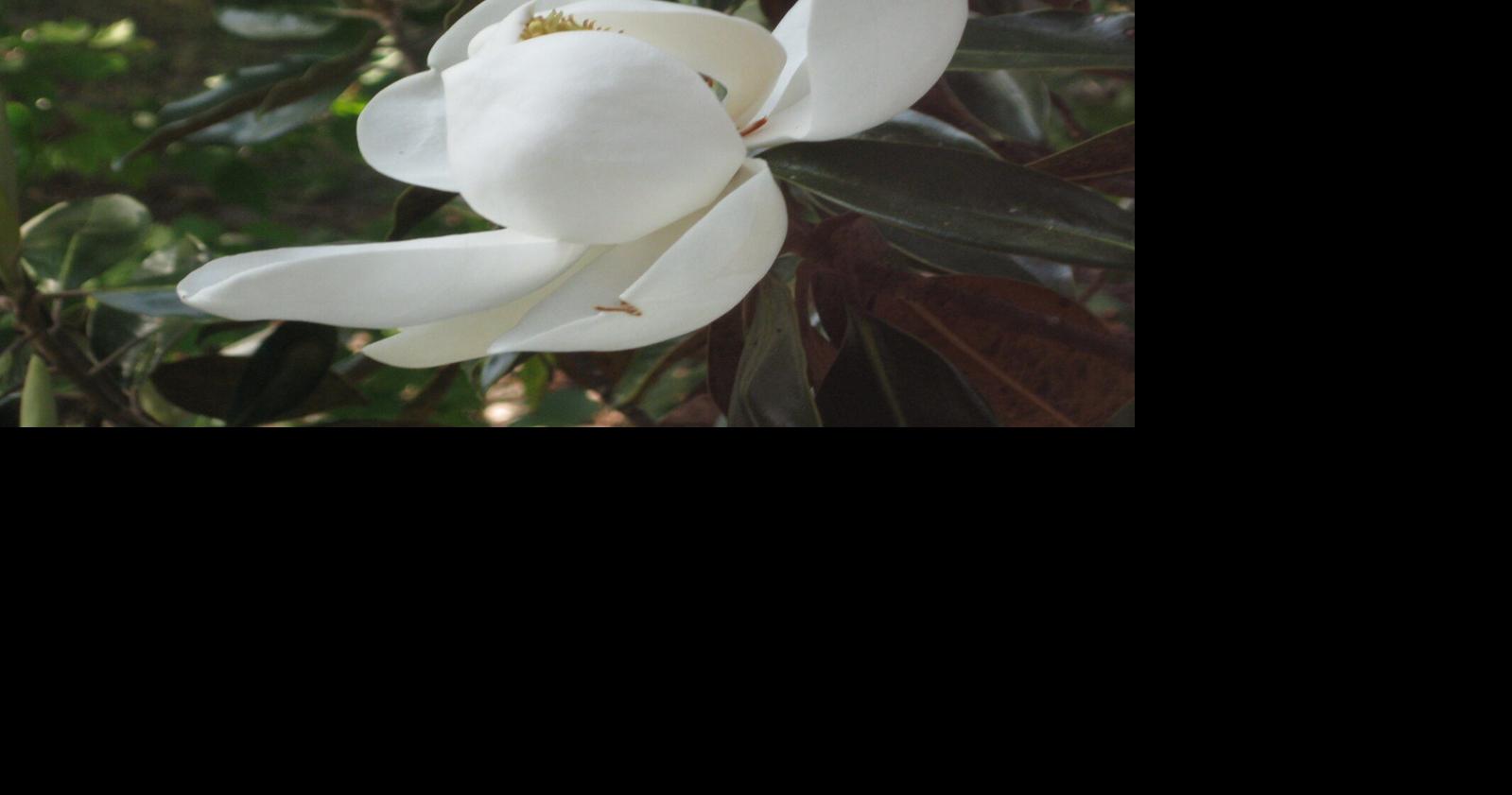 Here are the Southern heritage plants that flourish in South Carolina