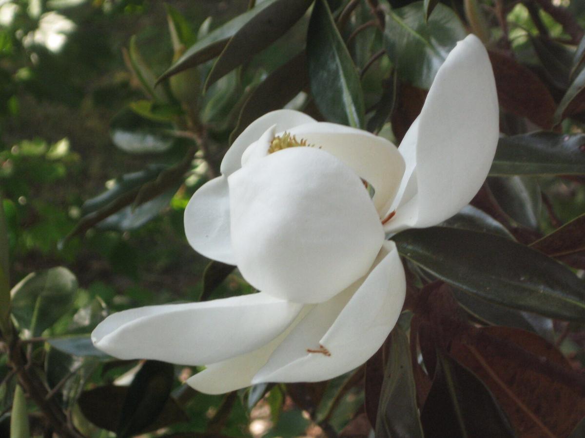 Southern heritage plants flourish in South Carolina
