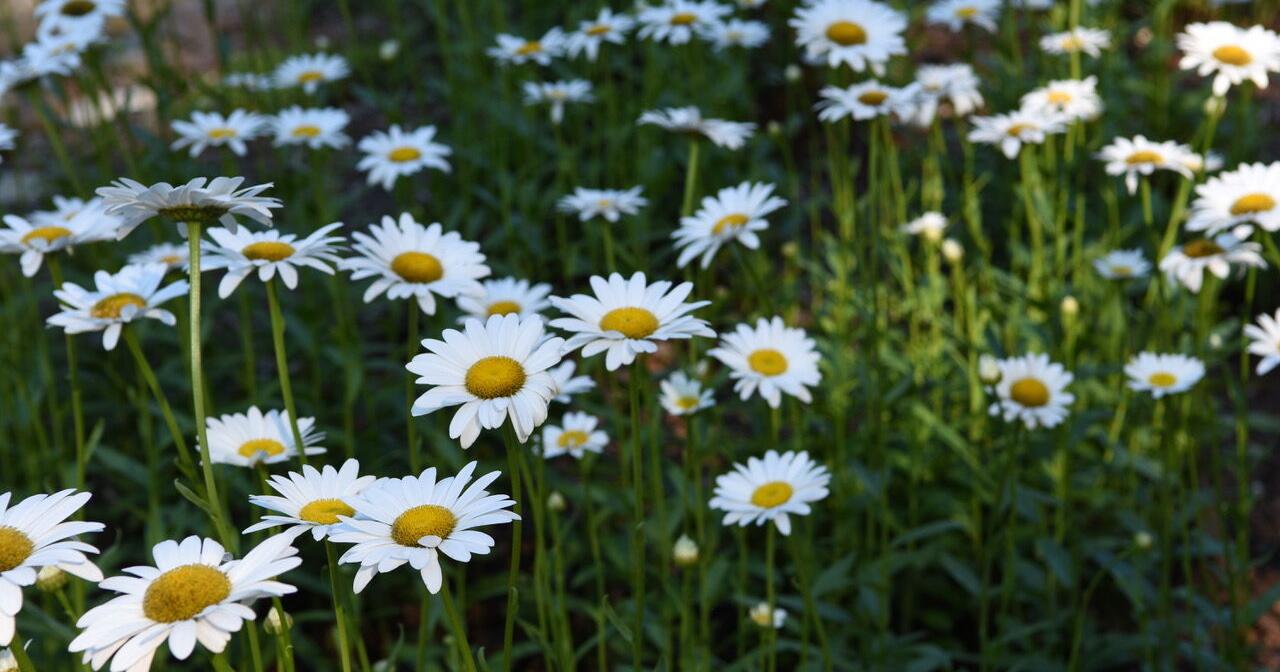 Perennials planted this spring will bring color into fall | Features - Vimarsana News