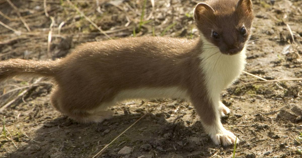 New Clemson University-led study reveals a declining weasel population in  North America | News 