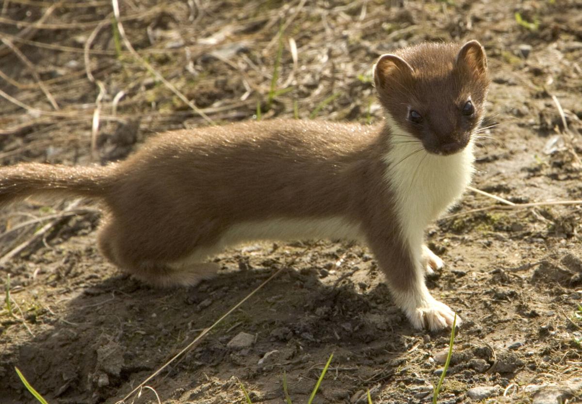 New Clemson University-led study reveals a declining weasel population in North America | News New Clemson University-led study reveals a declining weasel population in North America | News