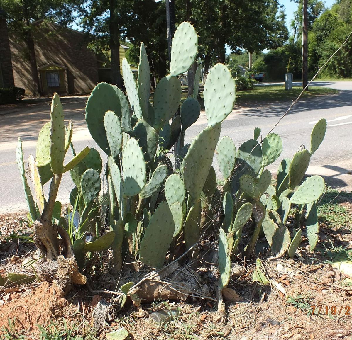 Cacti And Other Succulents Growing In The South Opinion Postandcourier Com