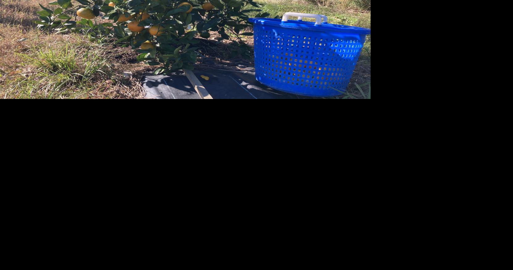 Once lost to winter cold snaps, citrus trees again are being planted by Lowcountry farmers