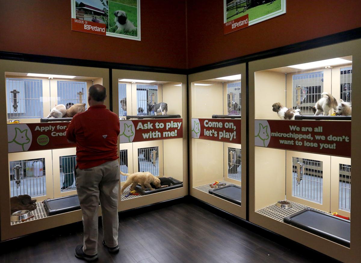 11 SC animal groups protest Summerville pet store's move ...