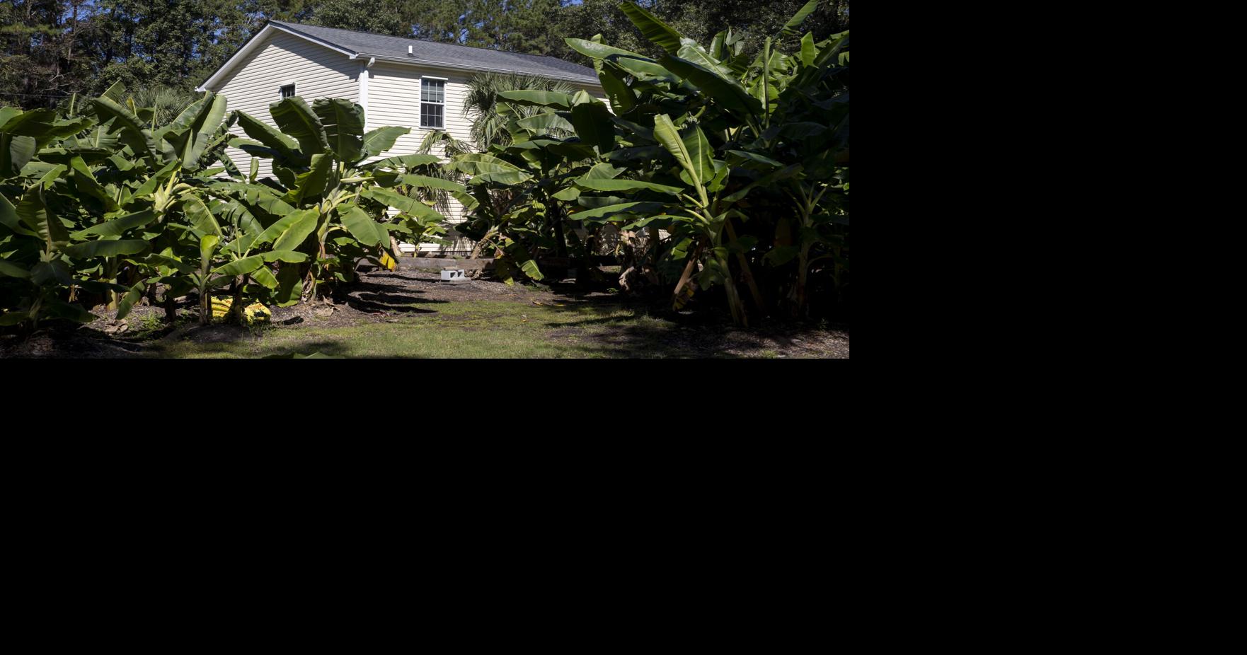 Charleston resident grows 8 types of bananas in his backyard. Now, he wants to sell them to chefs.
