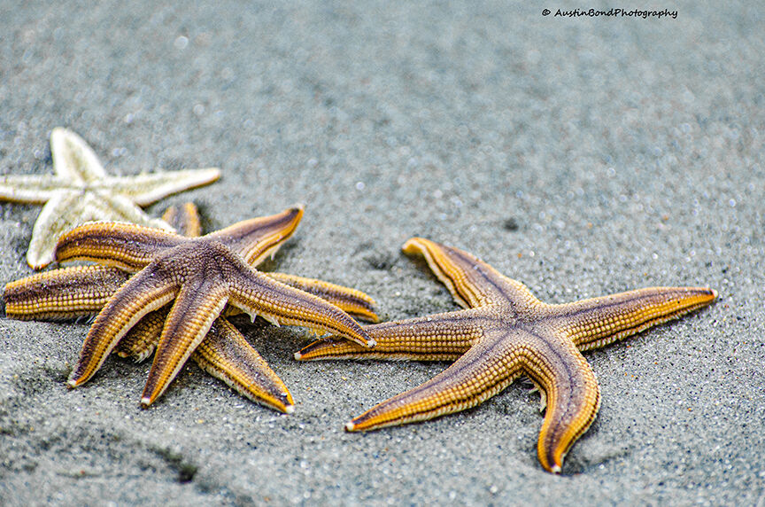 Twinkle Twinkle Along The Hammock Coast Starfish By The Thousands Continue To Appear Community Postandcourier Com