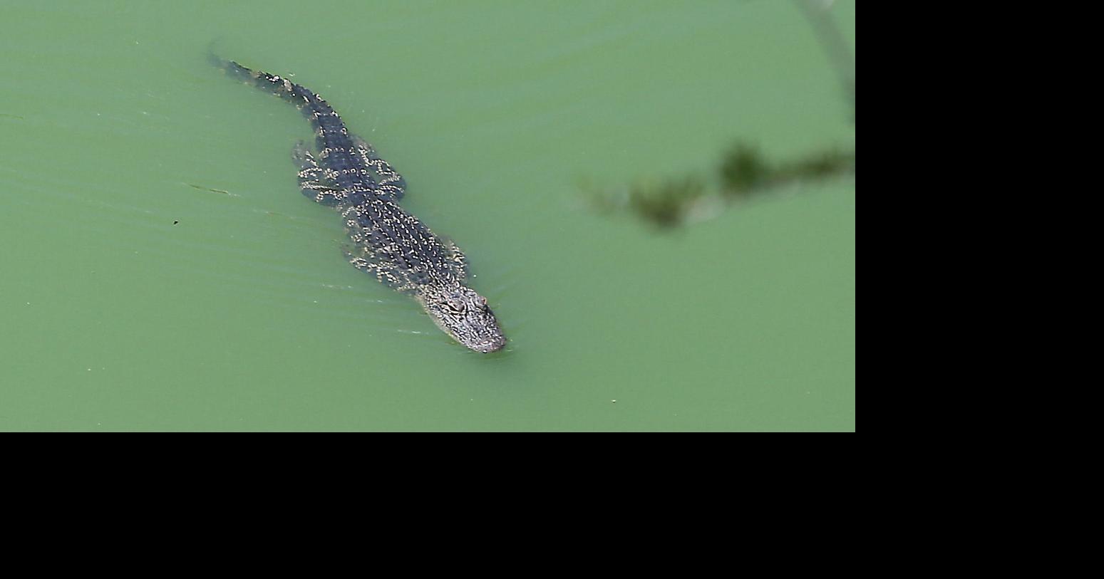 It's OK to hunt alligators in SC postFlorence but watch out for