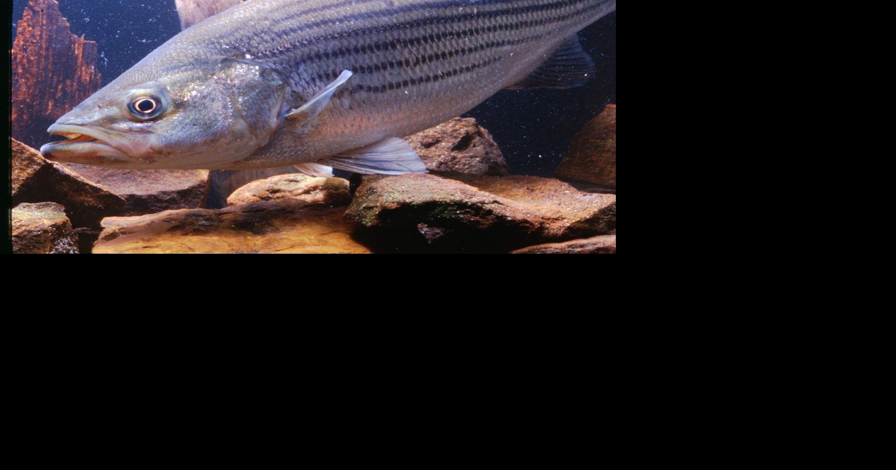 Dead fish may show up in Lake Murray around late summer — but that's ...