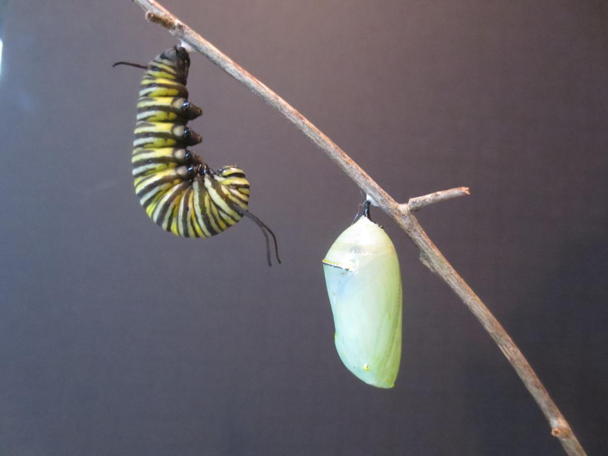 Tina-Agee Butterfly.JPG