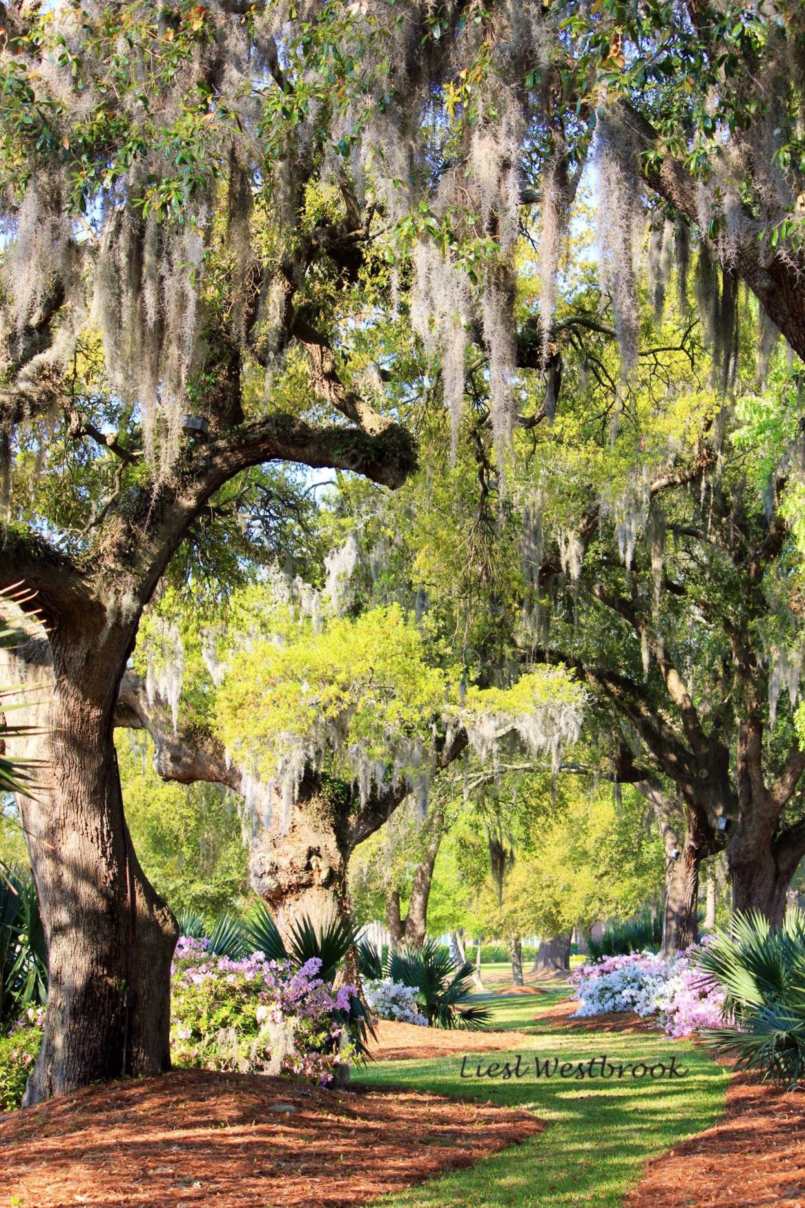 Spring in the Lowcountry