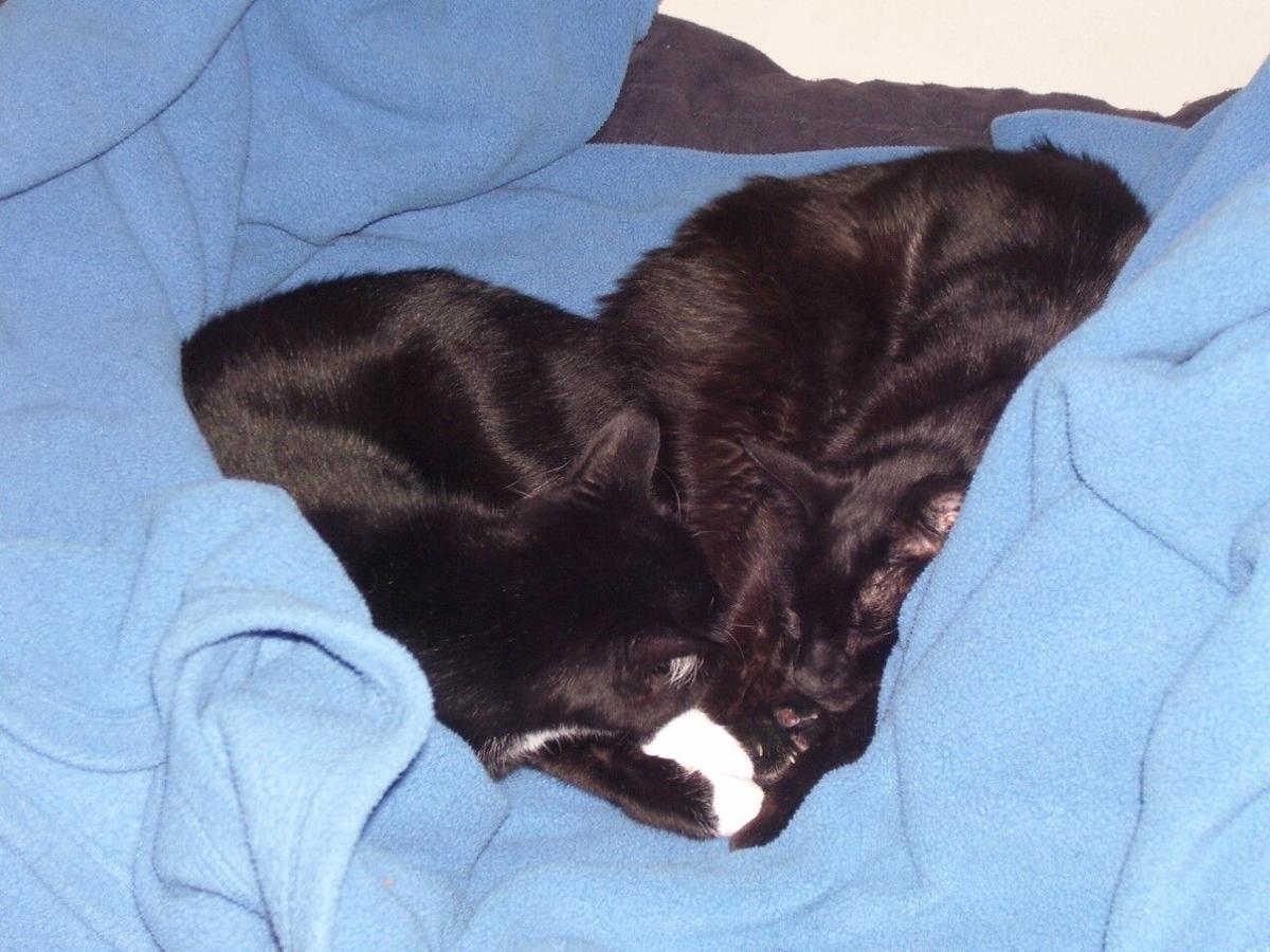 Feline Friends Graham.jpg