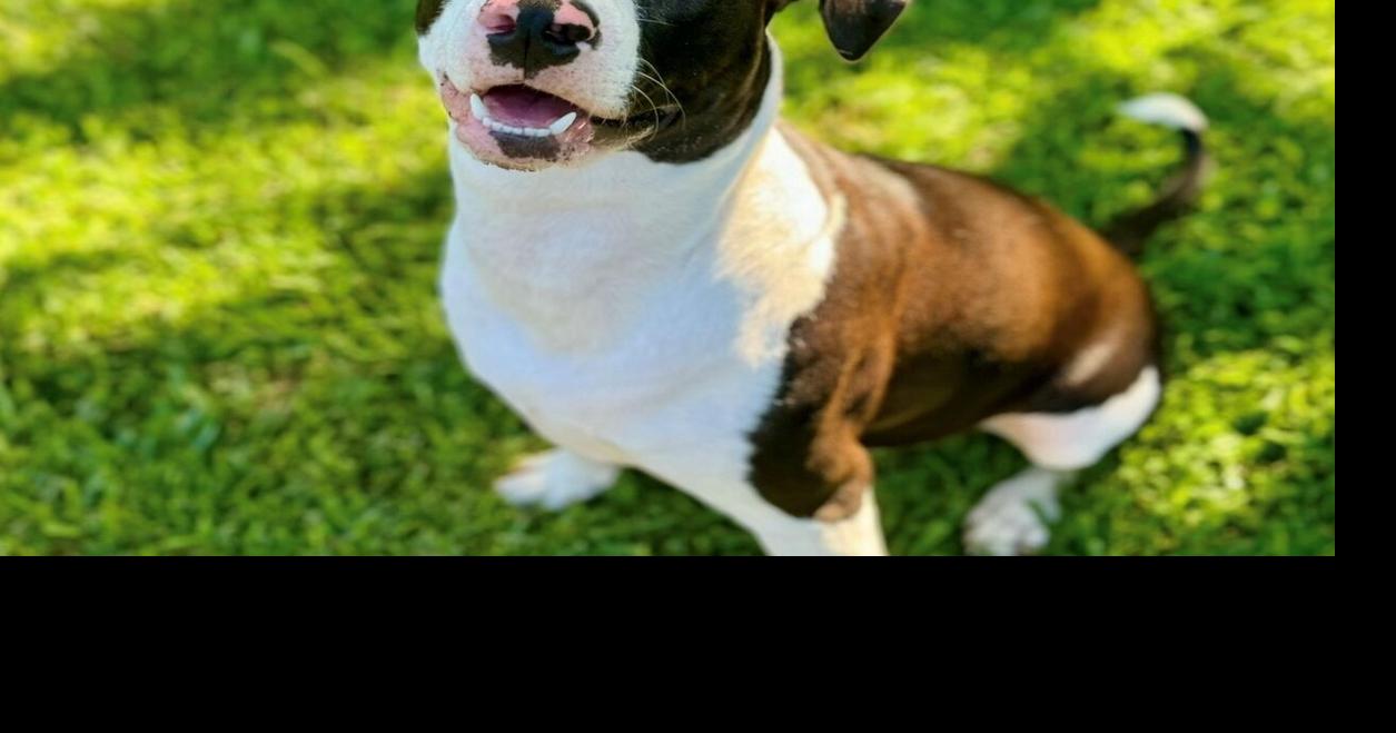 Birdie, the lost West Ashley dog, found safely after 9 days | News