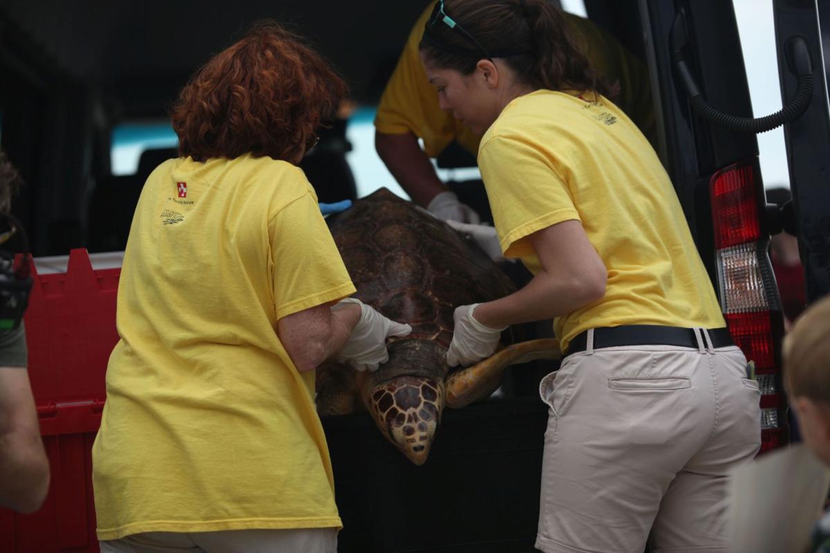 South Carolina Aquarium releases five loggerheads