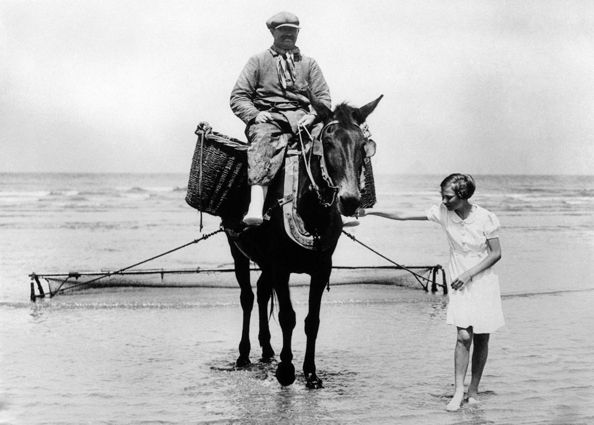 Shrimping on horseback