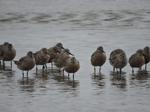 Ghost worms that feed migrating SC birds threatened by pace of beach renourishment