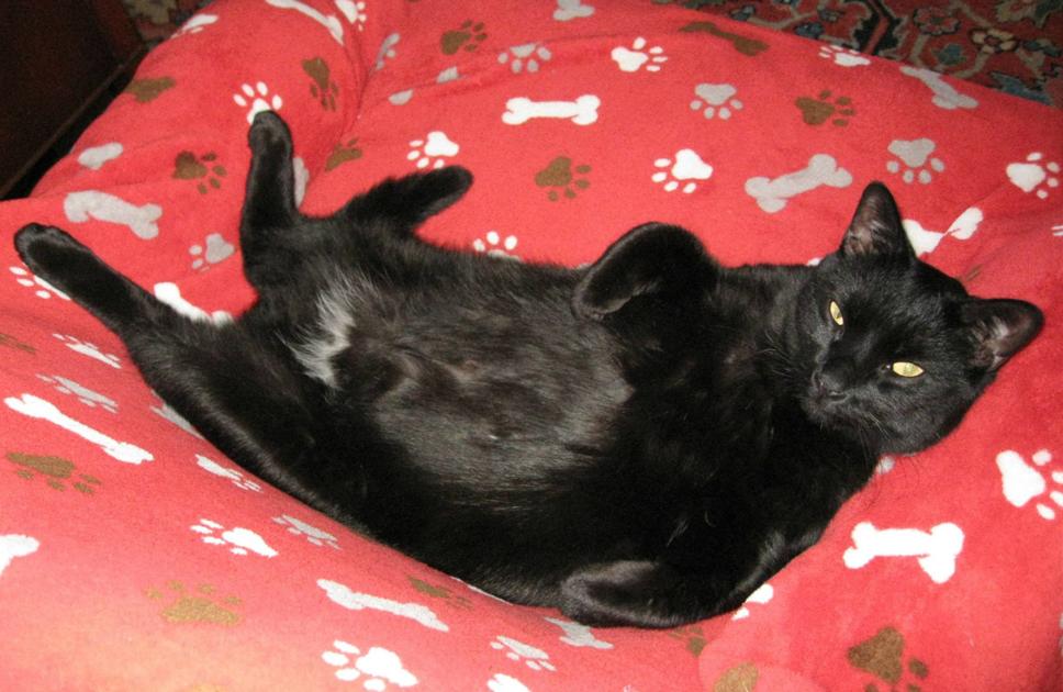 Online Voters To Choose Cat Cafe Name Education Business