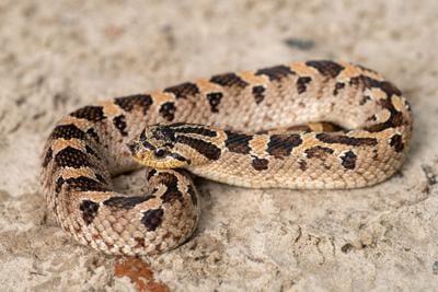 Lawsuit Launched to Protect Imperiled Southern Hognose Snake - Center for  Biological Diversity