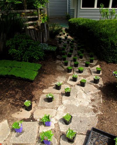 Steppable Plants For Walkways Patios More Home And Garden Postandcourier Com