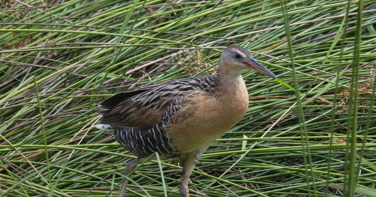 Forest Rails Bird Rare king rail bird spotted in Clemson forest wetlands