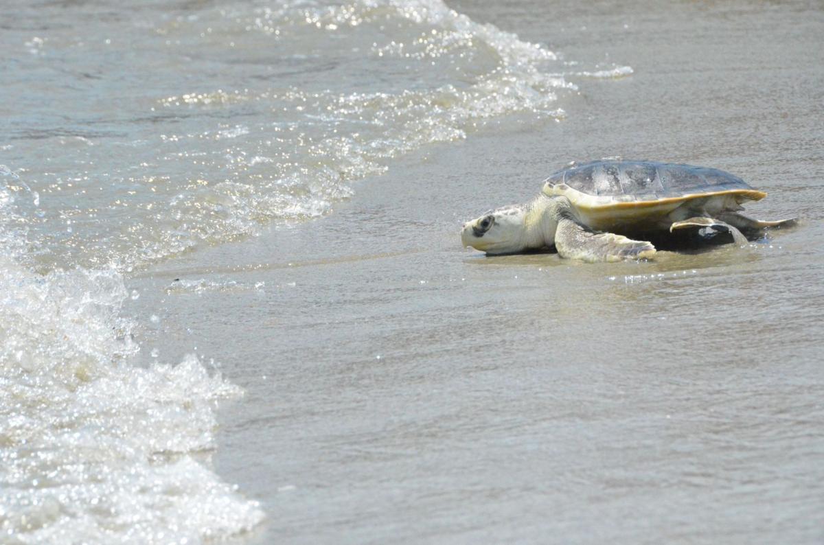 SC Aquarium releases six rehabbed sea turtles