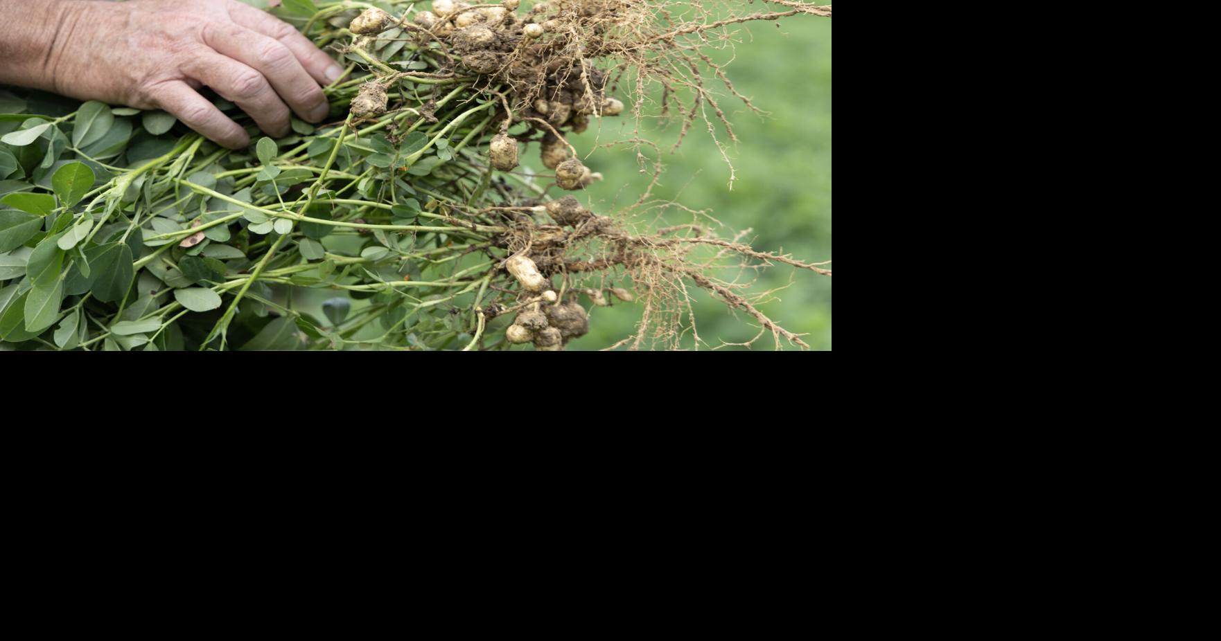 Peanut crops in jeopardy as SC farmers endure the worst drought since 1895