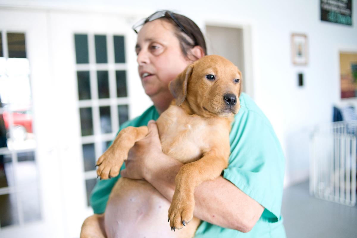 After years of financial turmoil, a Charleston-area pet ...