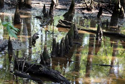 Editorial Protect Crucial Swampland In Charleston Area From Development Editorials Postandcourier Com