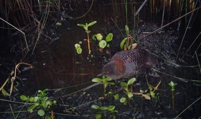 Few will ever see SC's elusive black rail. Will climate change make it vanish forever?