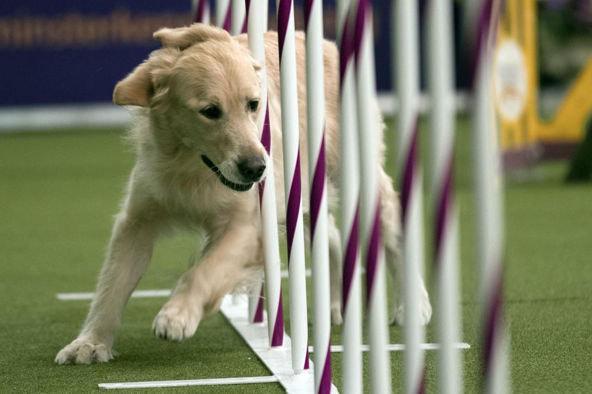 Know When To Spay Or Neuter Your Puppy For Optimal Health Benefits Columnists Postandcourier Com