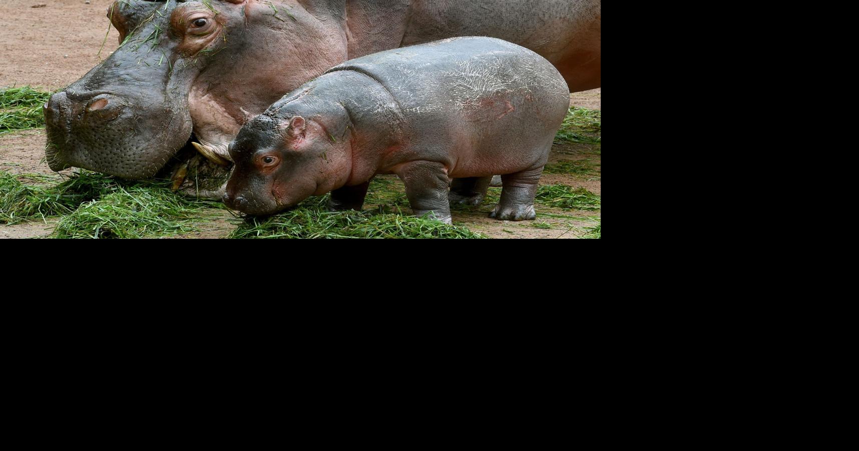 Column: No partying with hippopotamuses, and other obscure LA laws