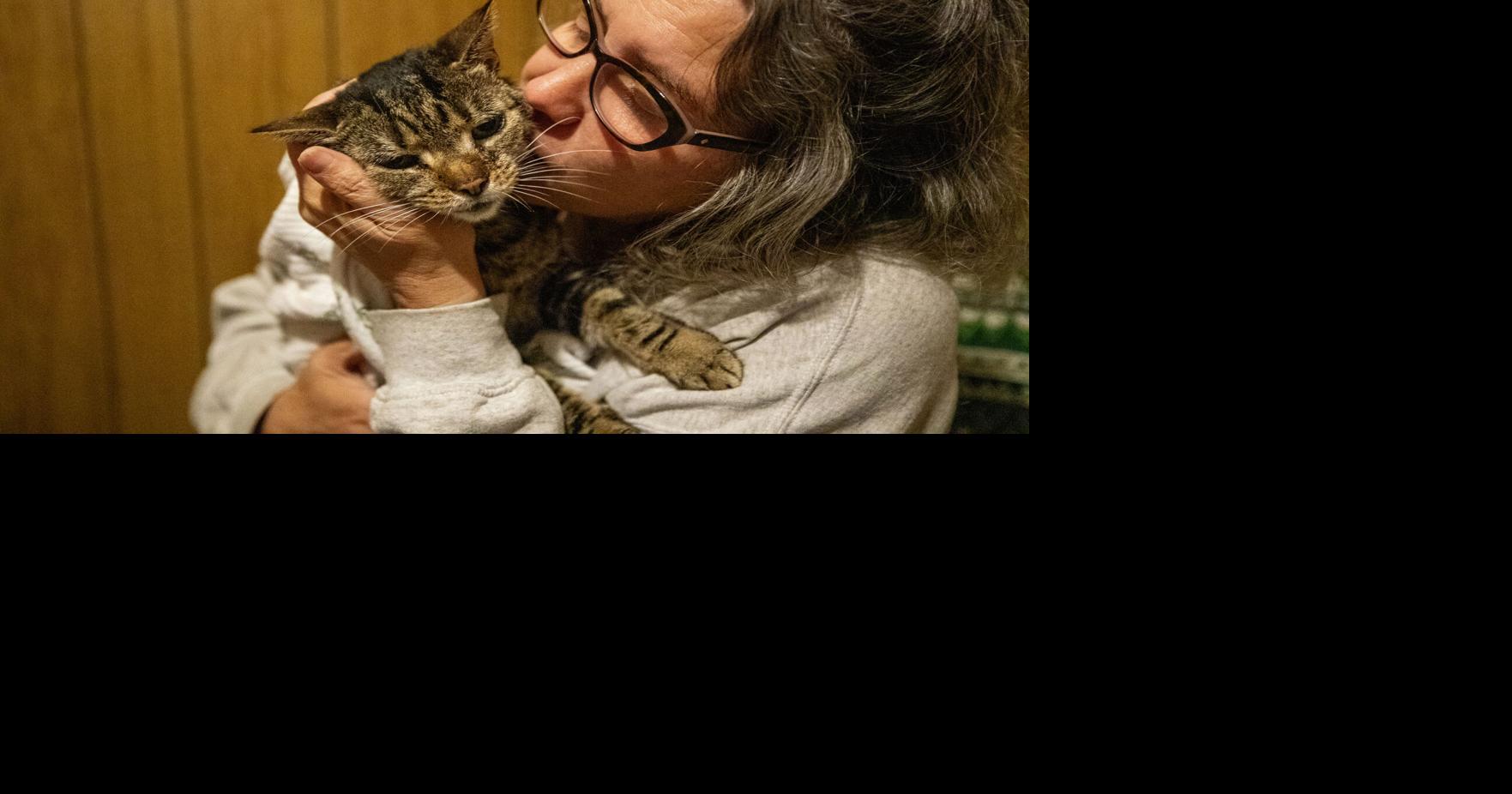 Elderly cat sanctuary gives end-of-life comfort to animals | News
