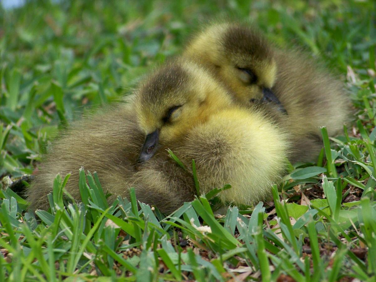 Reader Photo Pick Of The Week Baby Animals Features Postandcourier Com