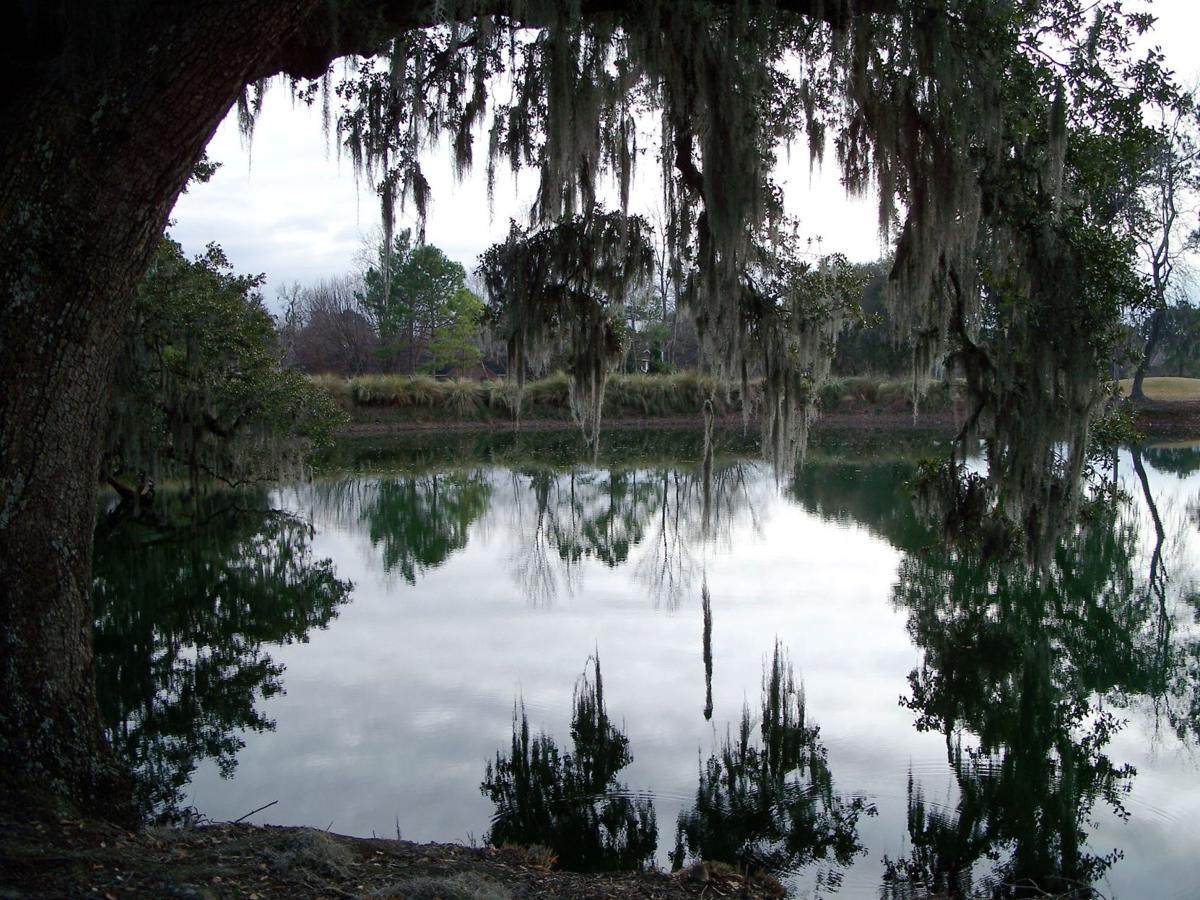 Reader gallery: Spanish Moss