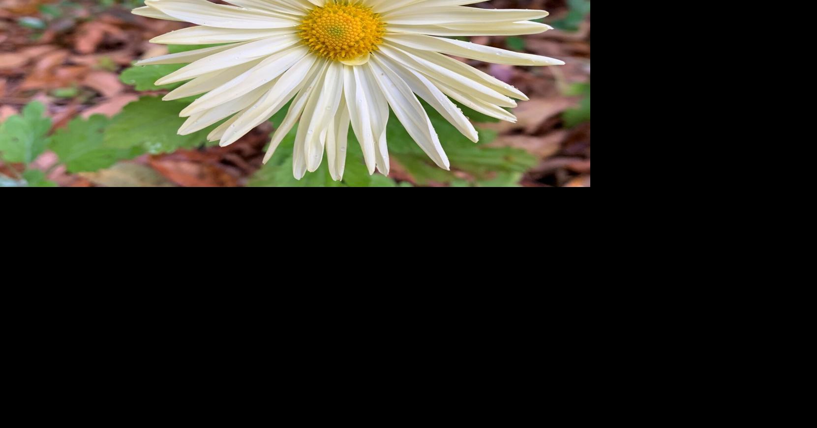 These mums are perfect for a fall garden