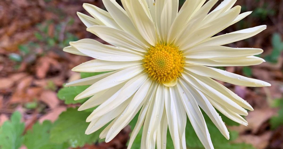 These mums are perfect for a fall garden These mums are perfect for a fall garden