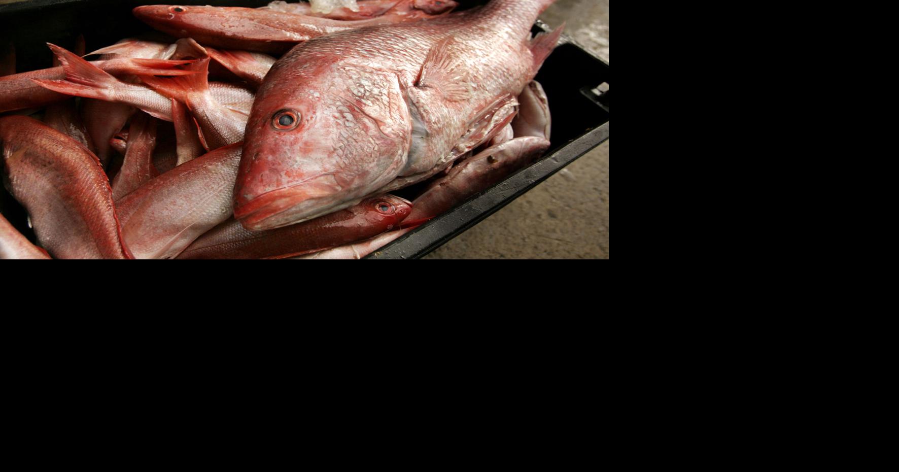 Red snapper season to change for SC anglers as 25-year rebuilding plan ...