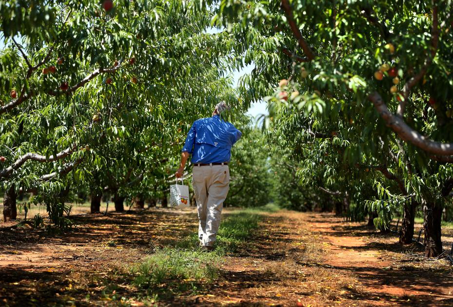 How much water does SC consume? Clemson Extension aims to ...