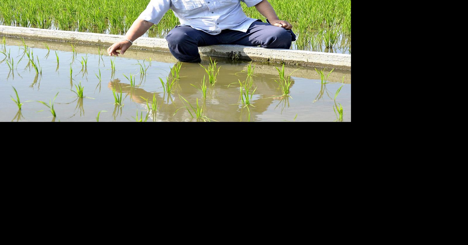 In Japan, heat-resistant rice varieties becoming more common ...