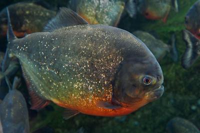 Fish Commission wrong again on 'invasive' species