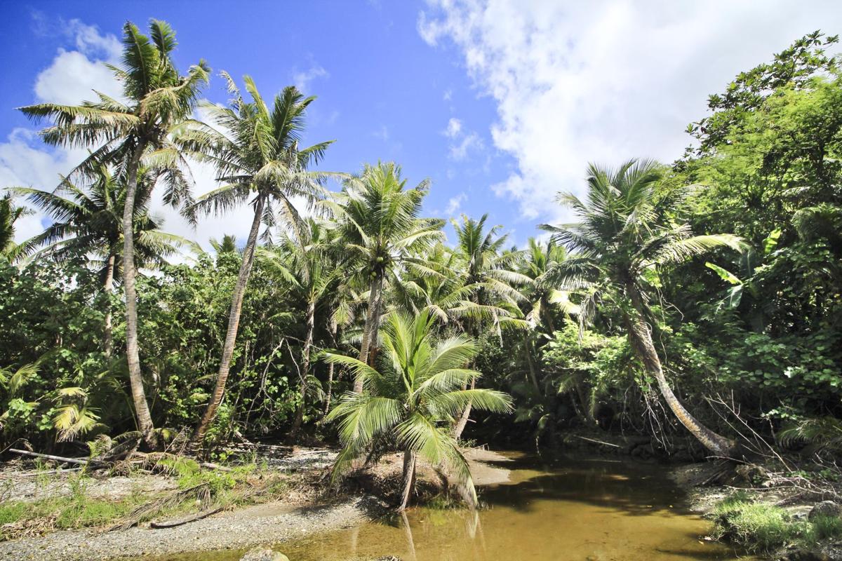 Find your roots at Fuha