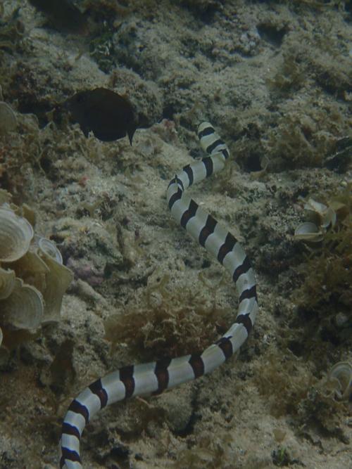 Agriculture: No, they're not sea snakes so leave them alone