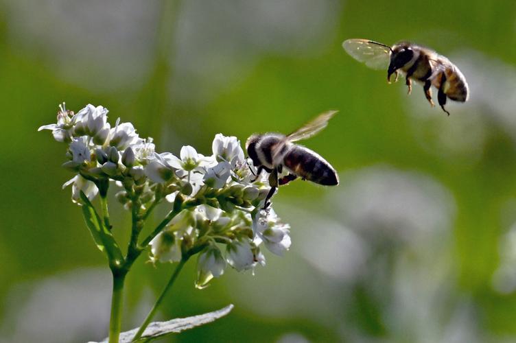 A once-obscure type of beekeeping could help save colonies 1