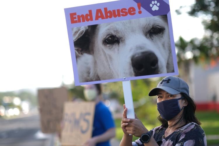 Animal rights advocates call for end to abuse | Guam News 