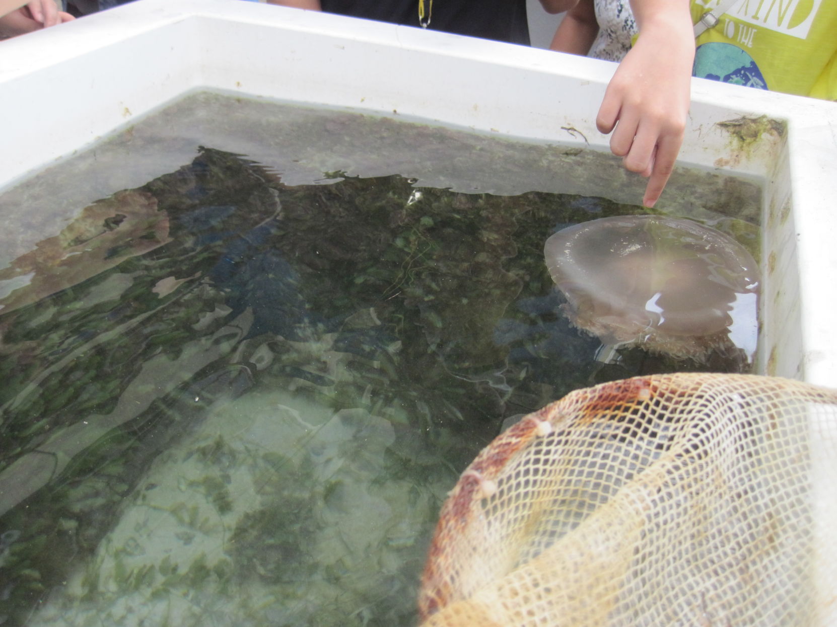 沖縄・離島除く全国届 milkboy Deep sea jelly fish クラゲ シャツ