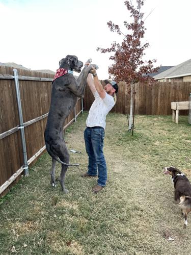 World's tallest dog is 7 feet on hind legs. He likes to sit on laps