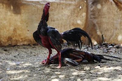 Judge recommends denying cockfighting ban lawsuit