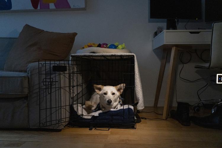 What to know before bringing a dog home to an apartment